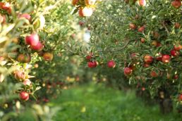 Celebrating your apple harvest
