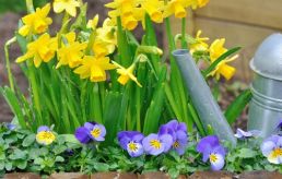 Colour your garden by planting winter bedding