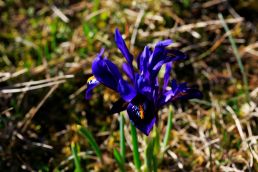 Dwarf winter-flowering irises