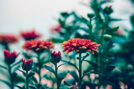 Flower of the month: Chrysanthemum