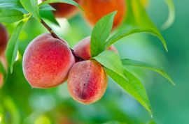 Garden plant of the moment: Peach tree