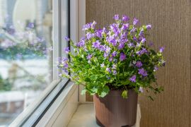 Houseplant of the month: Campanula