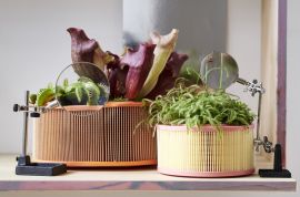 Houseplant of the month: Carnivorous plants