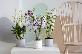 Houseplant of the month: Dendrobium