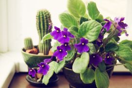 How to grow African violets