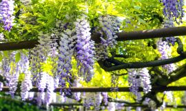 How to grow and prune wisteria