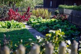 How to maintain your vegetable garden?