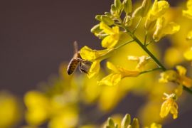 How to make a bee-friendly garden?