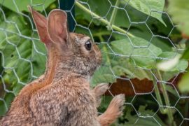 How to stop rabbits from eating your plants?