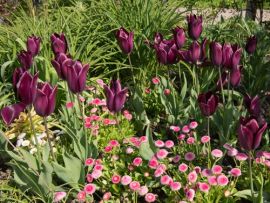 How to use colour in your garden?