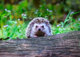 Looking after wildlife: Hedgehogs
