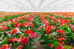 Plant of the Week: Anthurium