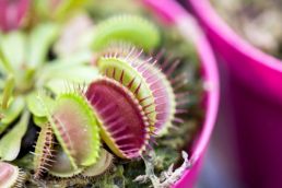 Plant of the Week: Carnivorous plants