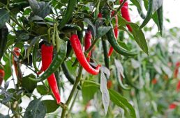 Plant of the Week: Chilli pepper