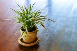 Plant of the Week: Dracaena