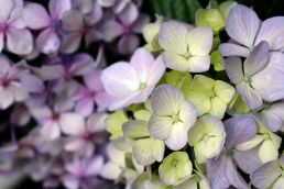 Plant of the Week: Hortensia hydrangeas