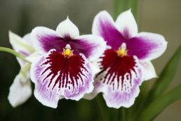 Plant of the Week: Miltonia