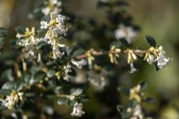 Plant of the Week: Osmanthus