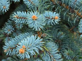 Plants of the moment: Festive conifers
