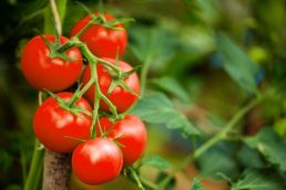 Store tomatoes for your winter supply