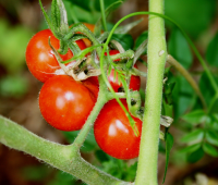 Take care when watering tomatoes
