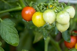 Top vegetable growing tips for July