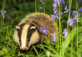 What to do about badgers in your garden?