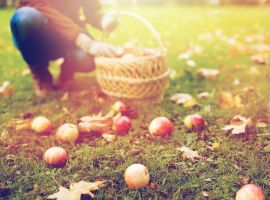 What to do in the garden in October?